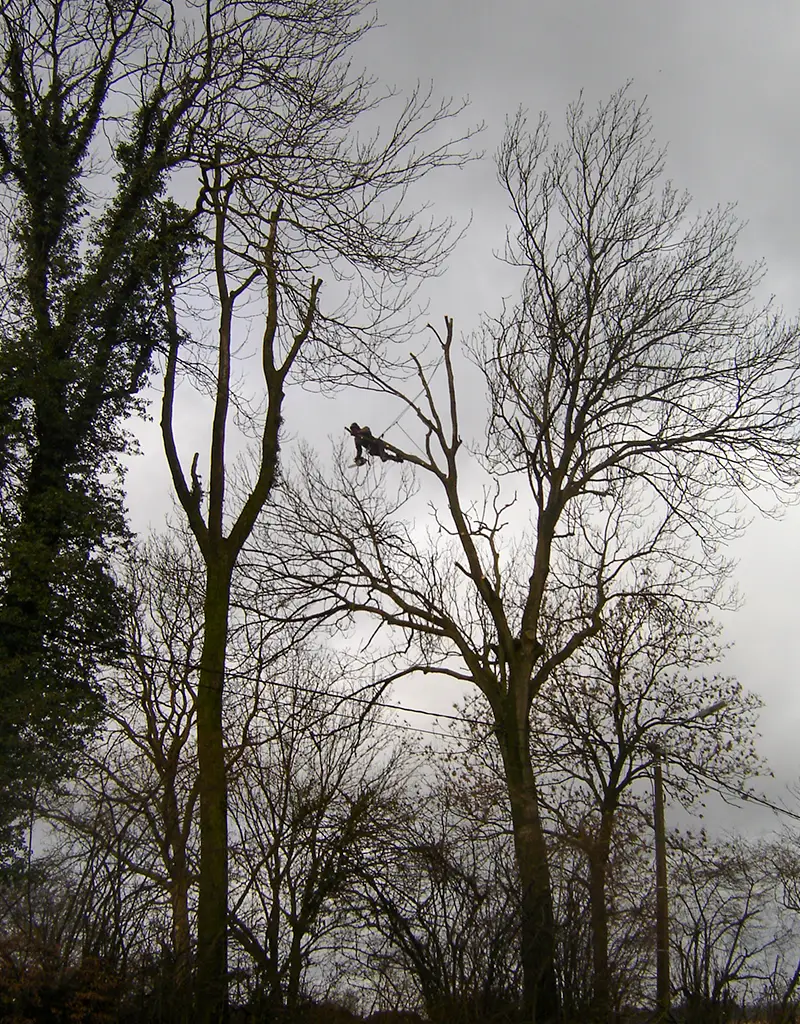 Abattage et élagage d’arbres
