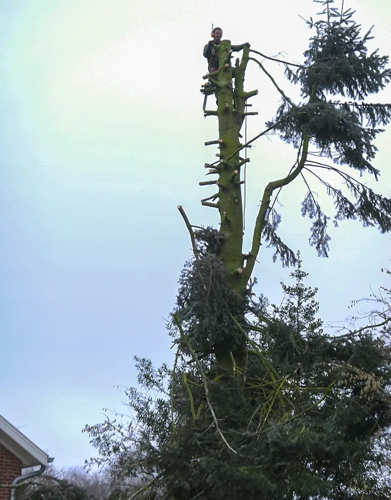 Abattage et élagage d’arbres