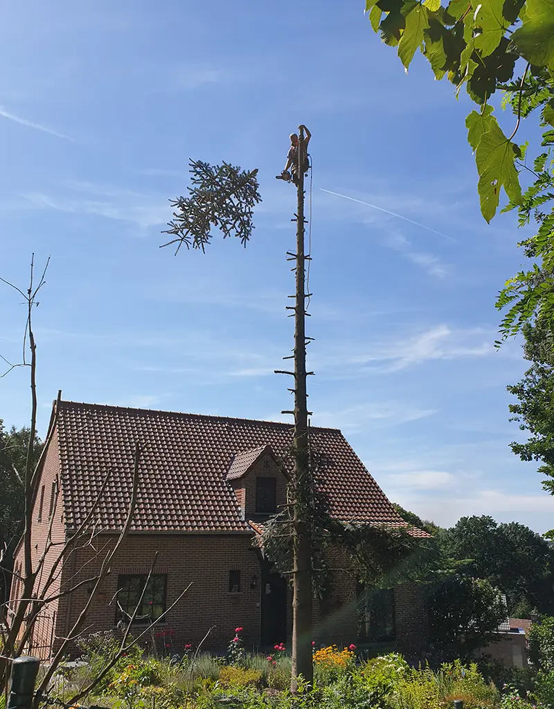 Abattage et élagage