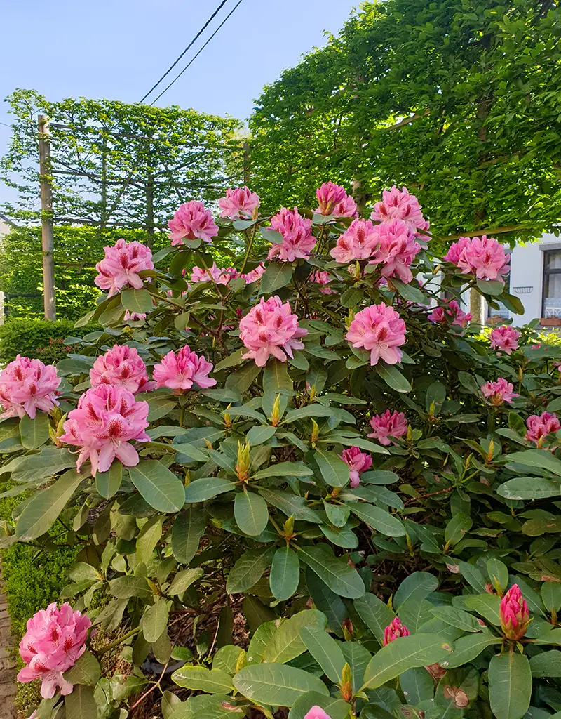 Création de jardin